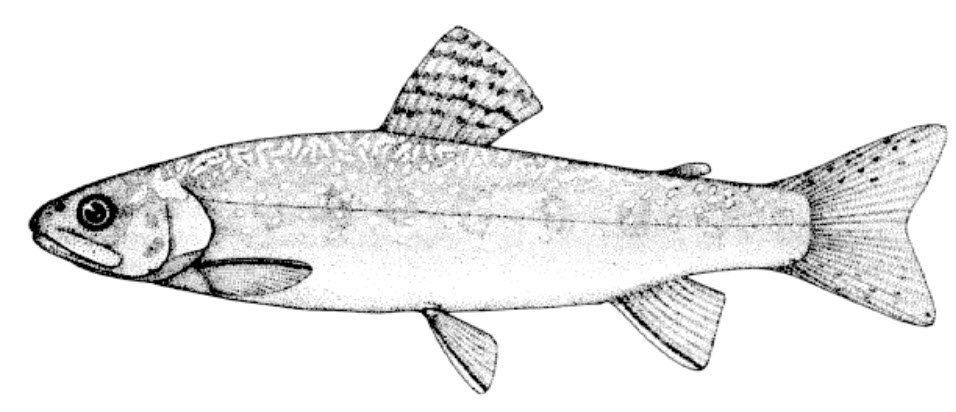 Salvelinus fontinalis_14.jpg